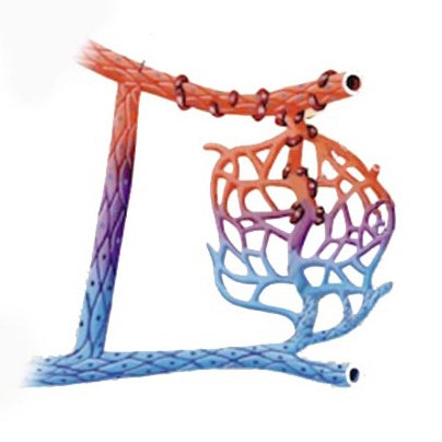 angiologie gefässkrankheiten lymphgefässe